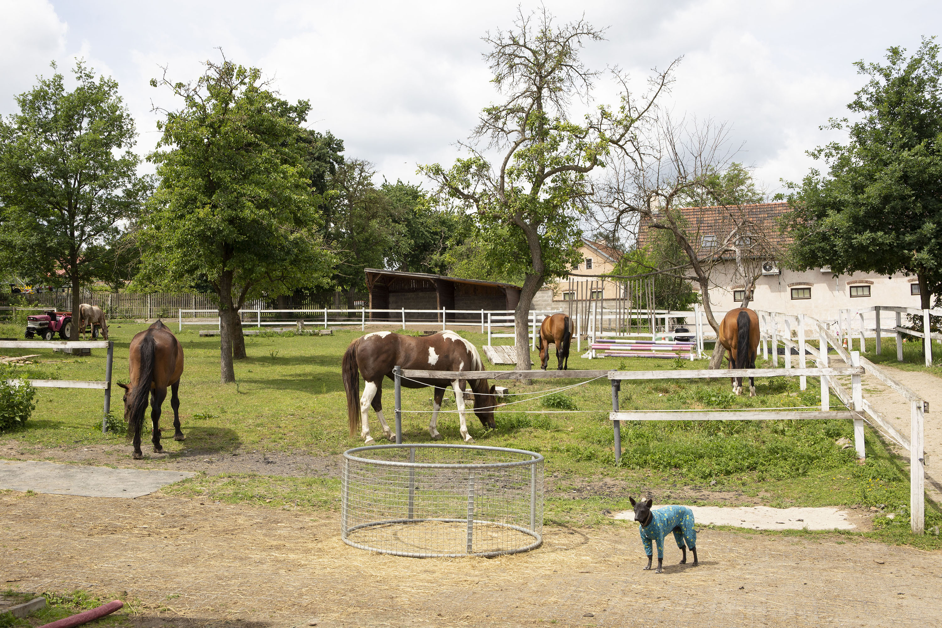 Barefoot ranč Zdeňky Pohlreich nyní pod dohledem Moderní chytré farmy fencee
